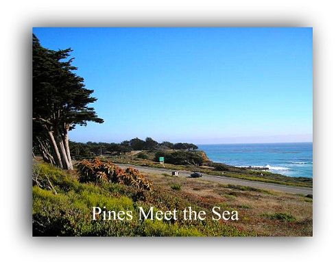 Pines Meet Sea